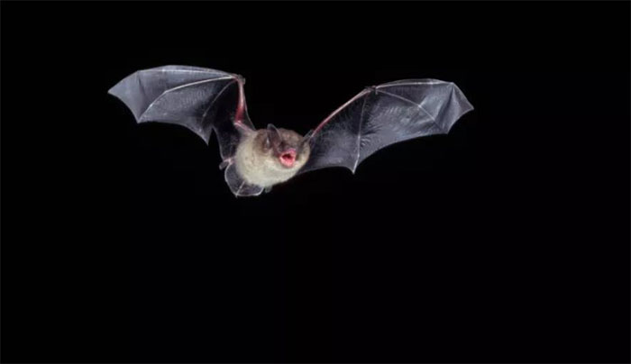 Picture 2 of Many worrying new discoveries: Viruses are increasingly dangerous to humanity