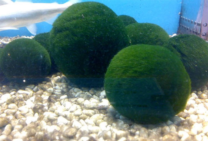 Picture 1 of Marimo: What is the extremely 'cute' algae ball that is currently loved by young people?