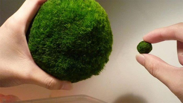 Picture 2 of Marimo: What is the extremely 'cute' algae ball that is currently loved by young people?