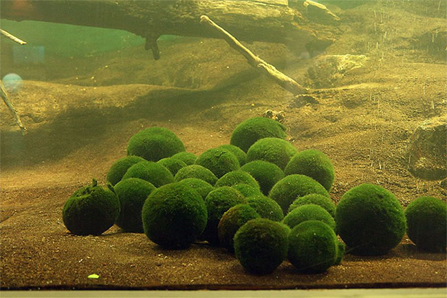Picture 3 of Marimo: What is the extremely 'cute' algae ball that is currently loved by young people?