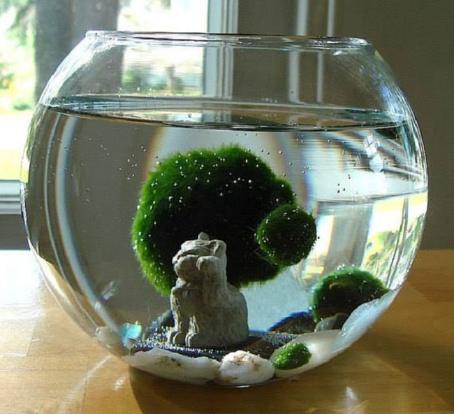 Picture 4 of Marimo: What is the extremely 'cute' algae ball that is currently loved by young people?