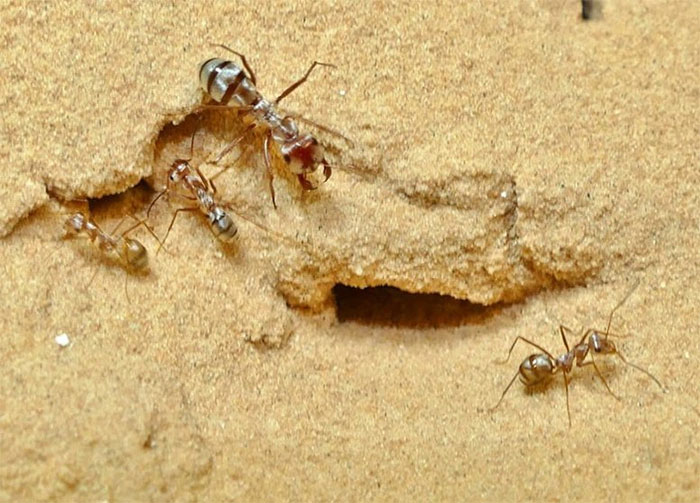 Picture 2 of Marvel at the small animal that can run 47 steps per second