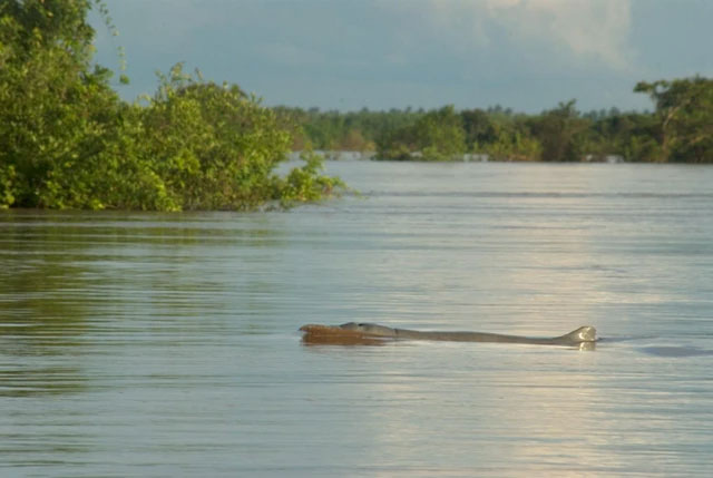 Picture 2 of Mekong River Treasure: Extremely rare in the world, protected by police 24/7, related to 'ocean killer'