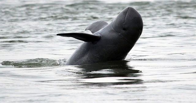 Picture 3 of Mekong River Treasure: Extremely rare in the world, protected by police 24/7, related to 'ocean killer'