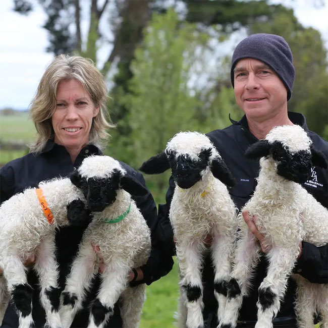 Picture 3 of Melt with the beauty of the 'world's cutest' black-nosed sheep