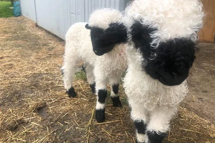 Picture 5 of Melt with the beauty of the 'world's cutest' black-nosed sheep