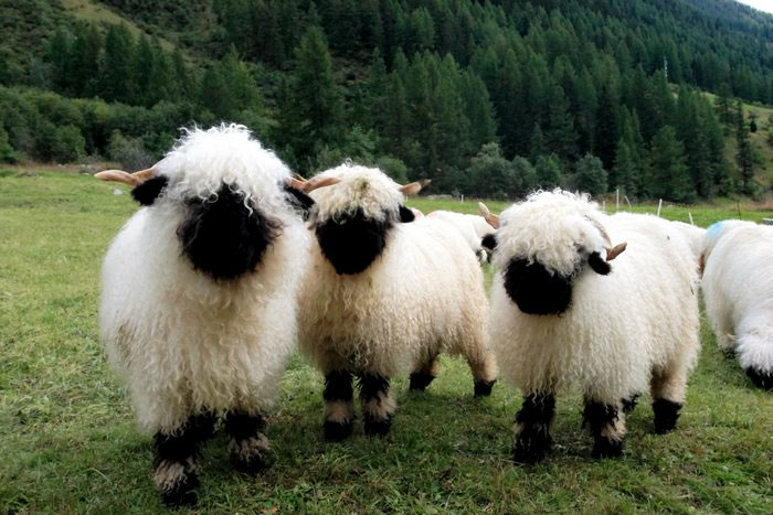 Picture 6 of Melt with the beauty of the 'world's cutest' black-nosed sheep