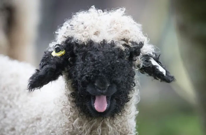 Picture 7 of Melt with the beauty of the 'world's cutest' black-nosed sheep