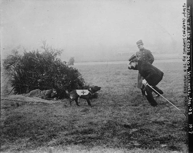 Picture 3 of Mercy dog ​​- Unsung heroes of World War I
