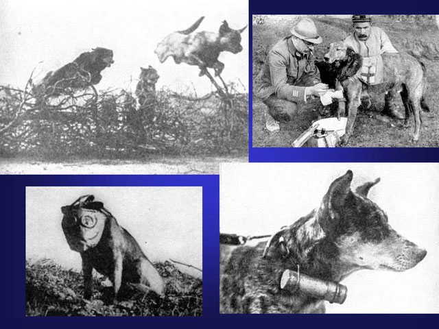 Picture 5 of Mercy dog ​​- Unsung heroes of World War I