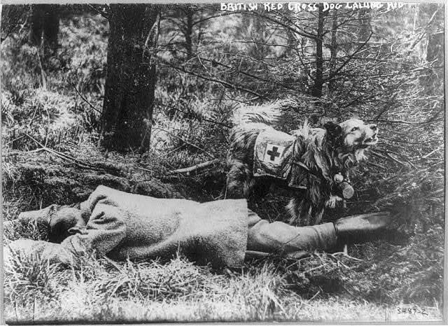 Picture 7 of Mercy dog ​​- Unsung heroes of World War I