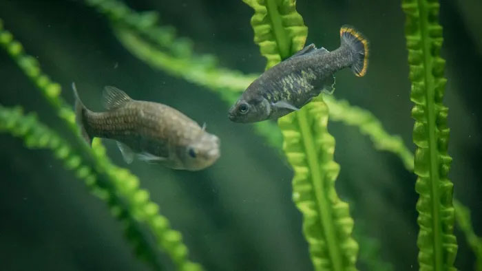 Picture 1 of Mexico makes a miracle about resurrecting an extinct endemic fish species