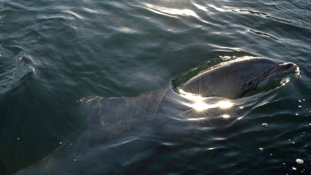 Picture 4 of Microplastics detected in breath of wild dolphins for first time: Warning of widespread plastic pollution!
