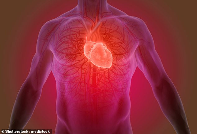 Picture 1 of Miracle glue can 'patch' damaged tissue for people with heart attacks