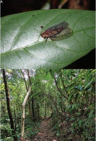 Picture 1 of Monitoring natural habitat change from the discovery of 2 new cicada species