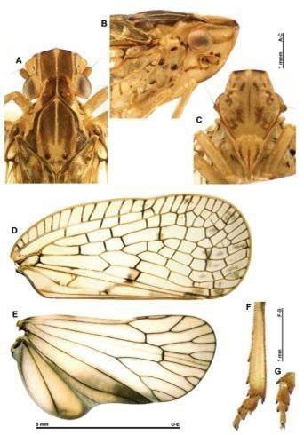 Picture 2 of Monitoring natural habitat change from the discovery of 2 new cicada species