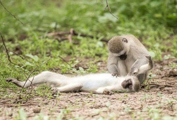 Picture 2 of Monkey first aid, artificial respiration to save fellow victims of accidents and unexpected truth