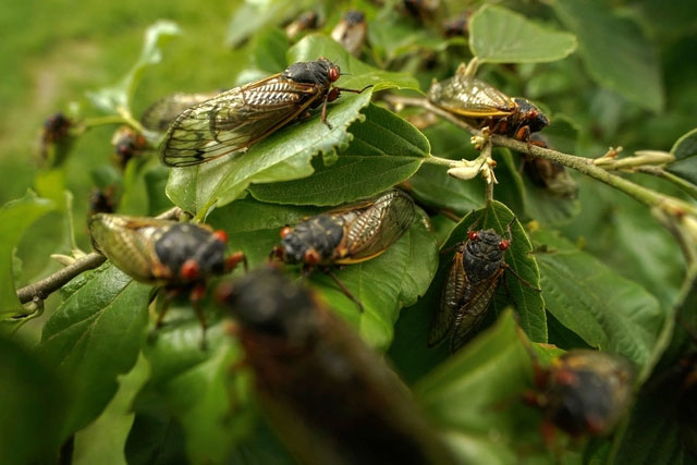 Picture 3 of More than 1,000 billion of these insects burrowed into the ground, causing America to fall into the biggest 'disaster' in 221 years.