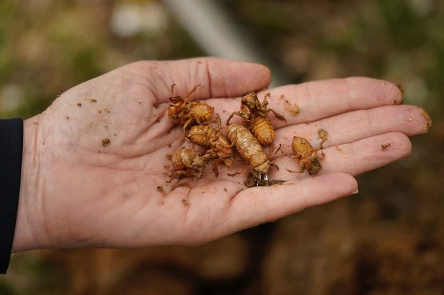 Picture 4 of More than 1,000 billion of these insects burrowed into the ground, causing America to fall into the biggest 'disaster' in 221 years.