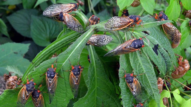 Picture 5 of More than 1,000 billion of these insects burrowed into the ground, causing America to fall into the biggest 'disaster' in 221 years.
