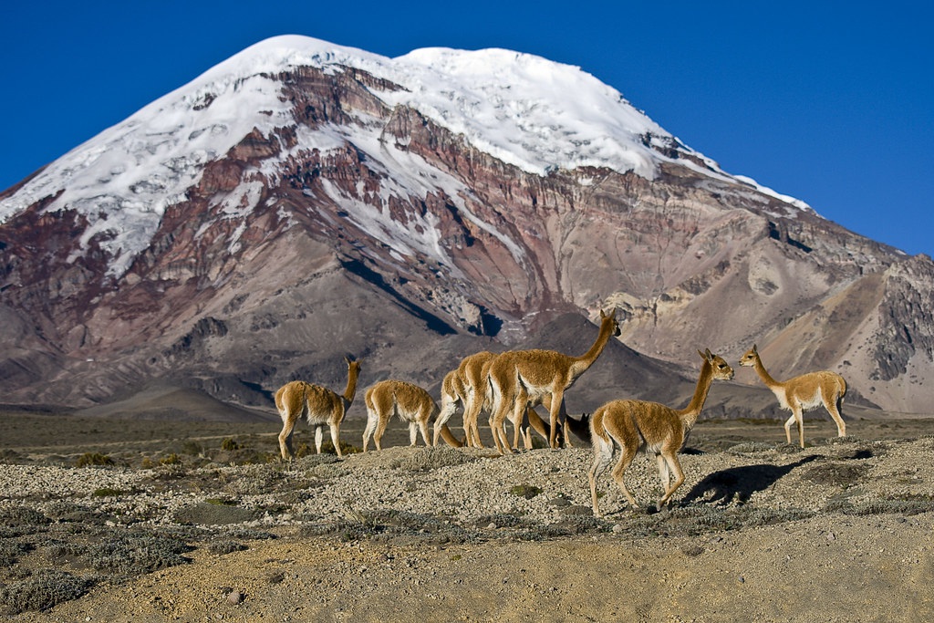 Picture 3 of Mount Everest is the highest in the world, true or false?