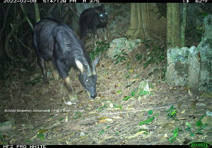 Picture 10 of Mysterious animals revealed in the deep forests of Vietnam