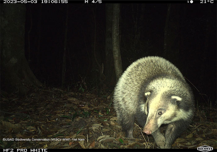 Picture 11 of Mysterious animals revealed in the deep forests of Vietnam
