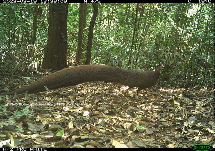 Picture 12 of Mysterious animals revealed in the deep forests of Vietnam