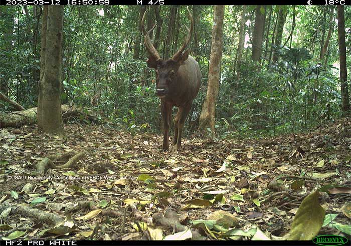 Picture 13 of Mysterious animals revealed in the deep forests of Vietnam