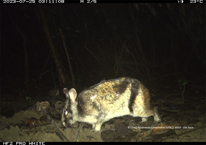 Picture 14 of Mysterious animals revealed in the deep forests of Vietnam