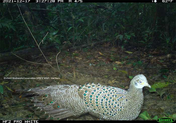 Picture 5 of Mysterious animals revealed in the deep forests of Vietnam