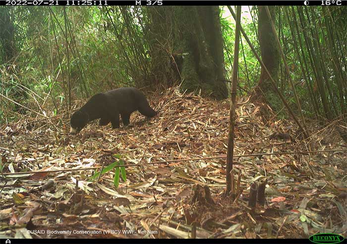 Picture 6 of Mysterious animals revealed in the deep forests of Vietnam