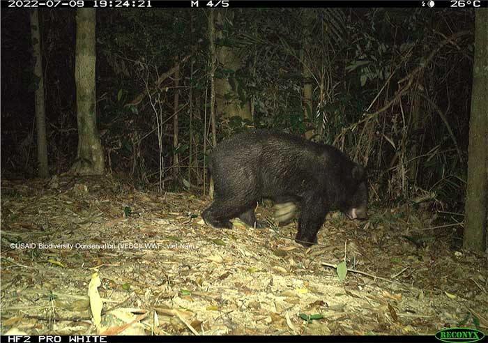 Picture 7 of Mysterious animals revealed in the deep forests of Vietnam