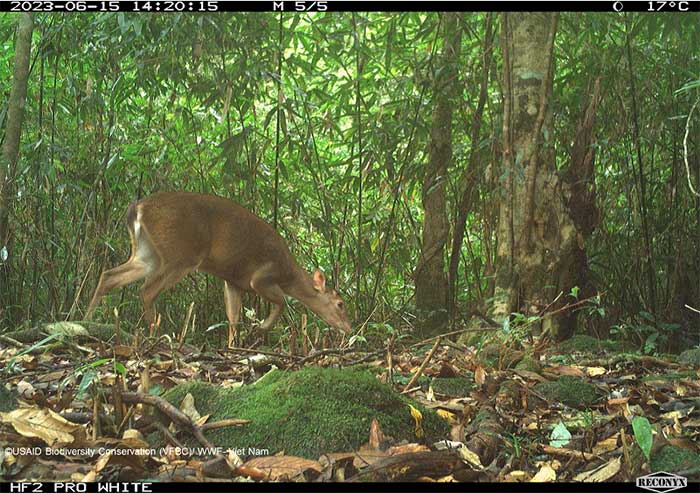 Picture 8 of Mysterious animals revealed in the deep forests of Vietnam