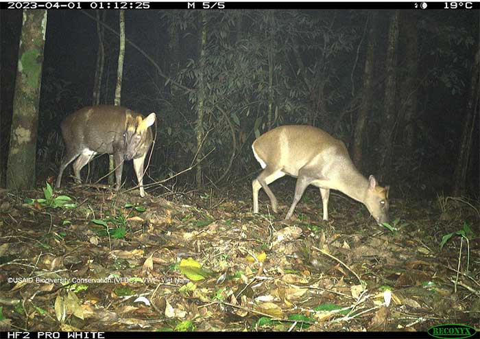 Picture 9 of Mysterious animals revealed in the deep forests of Vietnam