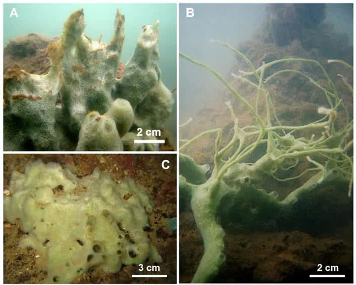 Picture 1 of 'Mysterious creature' in Vietnam's deep sea identified as a new species by scientists