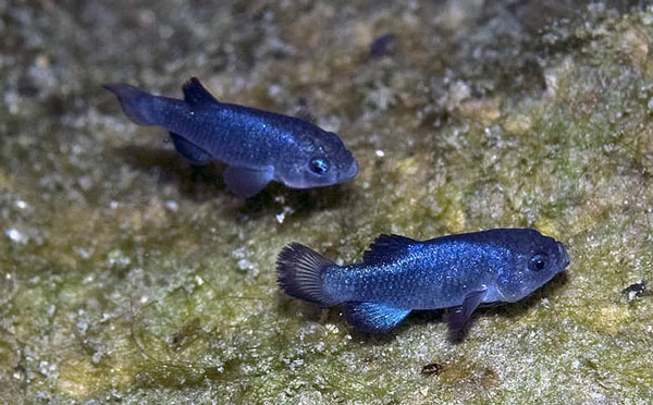 Picture 1 of 'Mysterious' fish species: There were 37 fish left, living in Devil's Hole, conservation costs amounted to more than 90 billion VND