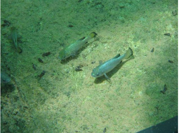 Picture 3 of 'Mysterious' fish species: There were 37 fish left, living in Devil's Hole, conservation costs amounted to more than 90 billion VND