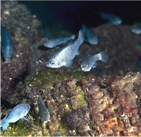 Picture 4 of 'Mysterious' fish species: There were 37 fish left, living in Devil's Hole, conservation costs amounted to more than 90 billion VND