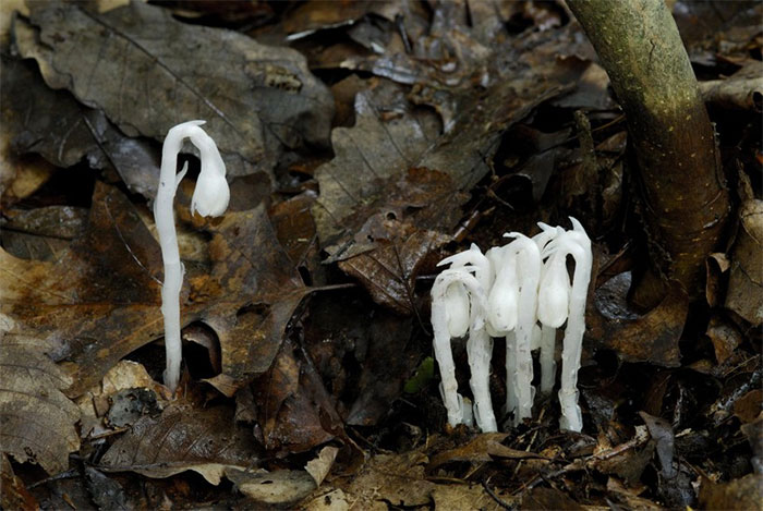 Picture 1 of Mysterious 'ghost' tree lives without photosynthesis