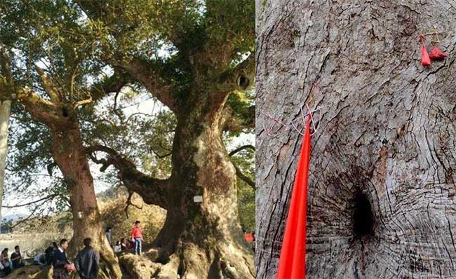 Picture 4 of Mystery of 'Tree Hugging Buddha Statue' in China: Experts Decode from Story Retold by Village Elder