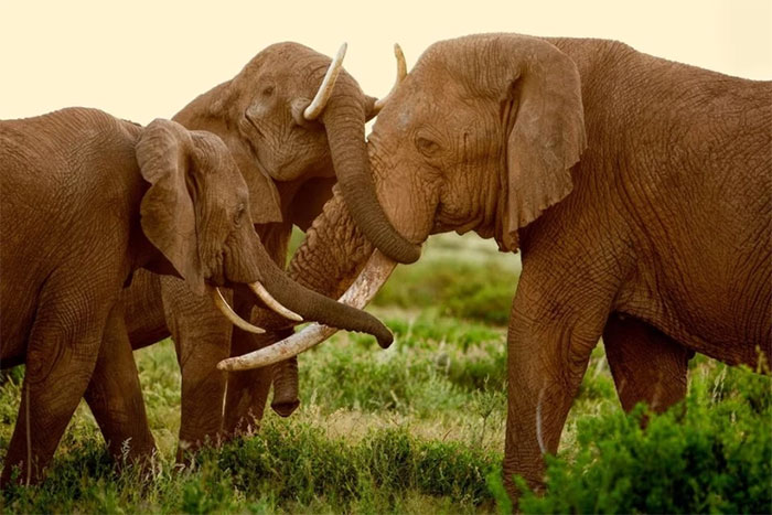 Picture 2 of Name some of the most ferocious 'queens' in the animal world