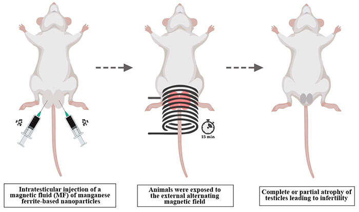 Picture 2 of Nanoparticles that heat testicles can help men avoid pregnancy for 7 days