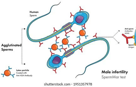 Picture 3 of Nanoparticles that heat testicles can help men avoid pregnancy for 7 days