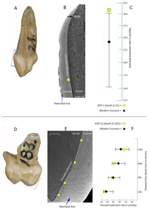 Neanderthals grew and developed faster than humans Picture 1