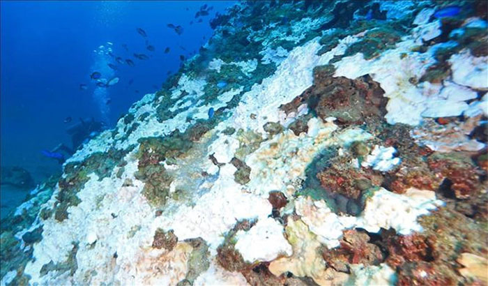 Picture 2 of Nearly 50% of tropical coral species are at risk of extinction