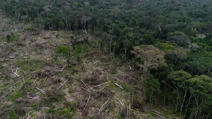 Picture 1 of New analysis finds more than a third of tree species are at risk of extinction