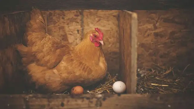 Picture 1 of New breakthrough: Creating Covid-19 antibodies from chicken eggs