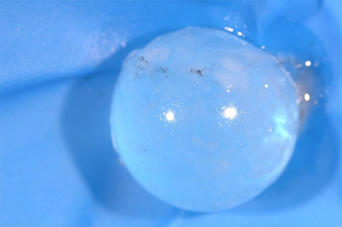 Picture 2 of New discoveries about mysterious predatory fish in the ocean