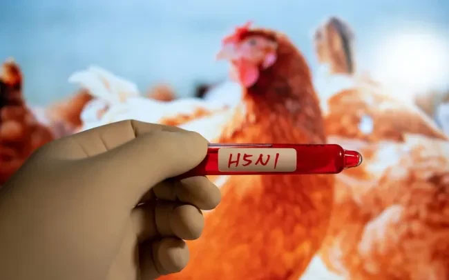 Picture 1 of New discovery about the host that transmits H5N1 influenza virus to humans